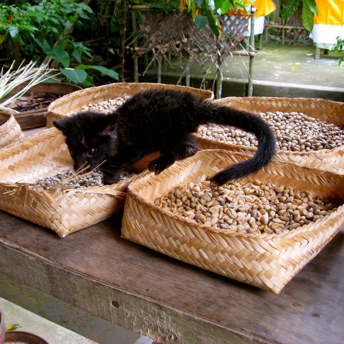 The Day I Drank Coffee  From Beans Shat From A Cat 