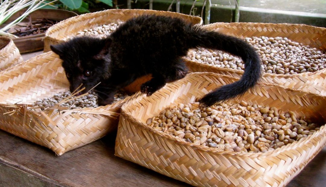 The Day I Drank Coffee From Beans Shat From a Cat