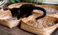 The Day I Drank Coffee From Beans Shat From a Cat