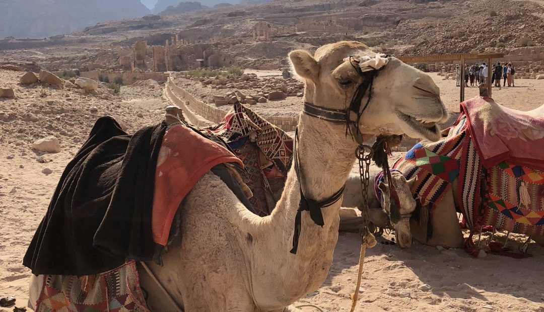 Camel Face! Wadi Rum, Jordan